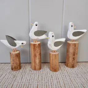 Mixed Gulls on Groynes